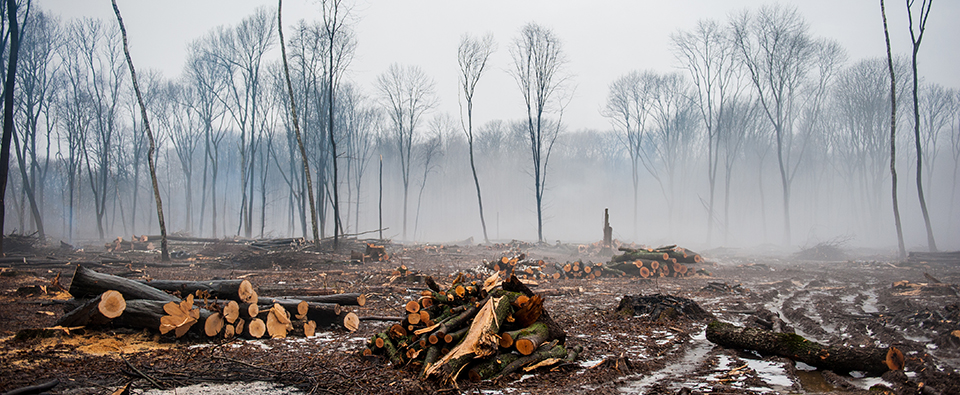 importancia de los bosques